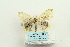  ( - ARB00026183)  @12 [ ] Copyright  SCDBC-KIZ-CAS, Imaging group Kunming Institute of Zoology, CAS