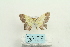  ( - ARB00026184)  @12 [ ] Copyright  SCDBC-KIZ-CAS, Imaging group Kunming Institute of Zoology, CAS