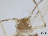  ( - Aphis glycines-P21)  @11 [ ] CreativeCommons - Attribution Share-Alike (2024) Unspecified University of Montreal