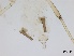  ( - Aphis glycines-P21)  @11 [ ] CreativeCommons - Attribution Share-Alike (2024) Unspecified University of Montreal