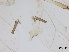 ( - Aphis glycines-P22)  @11 [ ] CreativeCommons - Attribution Share-Alike (2024) Unspecified University of Montreal