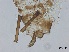  ( - Nasonovia ribisnigri-P41)  @11 [ ] CreativeCommons - Attribution Share-Alike (2024) Unspecified University of Montreal