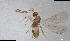  (Lymaenon nr. litoralis - QMOR84165)  @11 [ ] Unspecified (default): All Rights Reserved  Unspecified Unspecified