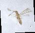  (Platystethynium - QMOR88116)  @11 [ ] Unspecified (default): All Rights Reserved  Unspecified Unspecified