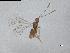  (Camptoptera nr cardui - QMOR88511)  @11 [ ] Unspecified (default): All Rights Reserved  Unspecified Unspecified