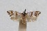  ( - 11-QMTYX-0004)  @11 [ ] Copyright (2011) Queensland Museum Queensland Museum