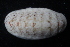  (Ischnochiton sp. AETG1 - ECOSUR-OH-M0005)  @11 [ ] CreativeCommons  Attribution Non-Commercial (by-nc) (2016) Unspecified Unspecified