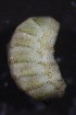  (Ischnochiton sp. AETG2 - ECOSUR-OH-M0012)  @11 [ ] CreativeCommons  Attribution Non-Commercial (by-nc) (2016) Unspecified Unspecified