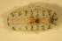  (Acanthochitona sp_AETG1 - ECOSUR-OH-M0097)  @11 [ ] CreativeCommons  Attribution Non-Commercial (by-nc) (2017) Unspecified Unspecified