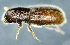  (Cisurgus - NK2475)  @11 [ ] Copyright (2024) Mikhail Mandelshtam Research collection of Mikhail Mandelshtam