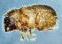  (Cryphalus latus - NK2485)  @11 [ ] Copyright (2024) Ivan Kerchev Research collection of Ivan Kerchev