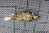  ( - MTD C 58977)  @12 [ ] Copyright (2013) Patrick Strutzenberger Senckenberg Natural History Collections Dresden