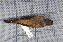  ( - MTD C 62540)  @13 [ ] Copyright (2013) Patrick Strutzenberger Senckenberg Natural History Collections Dresden