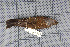  ( - MTD C 62866)  @12 [ ] Copyright (2013) Patrick Strutzenberger Senckenberg Natural History Collections Dresden