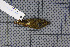  (Phylloscopus kansuensis - MAR1868)  @13 [ ] Copyright (2013) Patrick Strutzenberger Senckenberg Natural History Collections Dresden