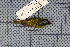  ( - MAR2005)  @11 [ ] Copyright (2013) Patrick Strutzenberger Senckenberg Natural History Collections Dresden
