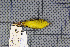  ( - MAR2005)  @11 [ ] Copyright (2013) Patrick Strutzenberger Senckenberg Natural History Collections Dresden