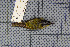  ( - MAR2028)  @13 [ ] Copyright (2013) Patrick Strutzenberger Senckenberg Natural History Collections Dresden