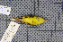  (Phylloscopus tephrocephalus - MAR2028)  @13 [ ] Copyright (2013) Patrick Strutzenberger Senckenberg Natural History Collections Dresden
