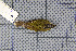  ( - MAR2031)  @13 [ ] Copyright (2013) Patrick Strutzenberger Senckenberg Natural History Collections Dresden