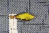  ( - MAR2031)  @12 [ ] Copyright (2013) Patrick Strutzenberger Senckenberg Natural History Collections Dresden