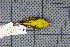  (Phylloscopus intermedius - MAR2042)  @13 [ ] Copyright (2013) Patrick Strutzenberger Senckenberg Natural History Collections Dresden