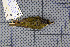  ( - MAR2045)  @13 [ ] Copyright (2013) Patrick Strutzenberger Senckenberg Natural History Collections Dresden