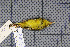  (Phylloscopus soror - MAR2045)  @13 [ ] Copyright (2013) Patrick Strutzenberger Senckenberg Natural History Collections Dresden