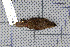  ( - MAR2633)  @13 [ ] Copyright (2013) Patrick Strutzenberger Senckenberg Natural History Collections Dresden