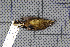  (Phylloscopus fuligiventer - MAR2633)  @13 [ ] Copyright (2013) Patrick Strutzenberger Senckenberg Natural History Collections Dresden