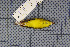  (Phylloscopus burkii - MAR2730)  @13 [ ] Copyright (2013) Patrick Strutzenberger Senckenberg Natural History Collections Dresden