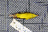  ( - MAR2731)  @13 [ ] Copyright (2013) Patrick Strutzenberger Senckenberg Natural History Collections Dresden
