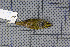  ( - MAR2781)  @12 [ ] Copyright (2013) Patrick Strutzenberger Senckenberg Natural History Collections Dresden