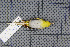  (Phylloscopus cantator - MAR2781)  @12 [ ] Copyright (2013) Patrick Strutzenberger Senckenberg Natural History Collections Dresden