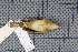  (Phylloscopus armandii - MAR3252)  @13 [ ] Copyright (2013) Patrick Strutzenberger Senckenberg Natural History Collections Dresden