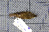  ( - MAR3262)  @12 [ ] Copyright (2013) Patrick Strutzenberger Senckenberg Natural History Collections Dresden