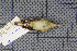 ( - MAR3262)  @12 [ ] Copyright (2013) Patrick Strutzenberger Senckenberg Natural History Collections Dresden