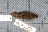  ( - MAR3700)  @11 [ ] Copyright (2013) Patrick Strutzenberger Senckenberg Natural History Collections Dresden