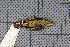  ( - MAR3700)  @11 [ ] Copyright (2013) Patrick Strutzenberger Senckenberg Natural History Collections Dresden