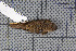  ( - MAR414)  @13 [ ] Copyright (2013) Patrick Strutzenberger Senckenberg Natural History Collections Dresden
