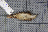  ( - MAR414)  @12 [ ] Copyright (2013) Patrick Strutzenberger Senckenberg Natural History Collections Dresden