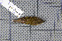  ( - MAR4176)  @11 [ ] Copyright (2013) Patrick Strutzenberger Senckenberg Natural History Collections Dresden