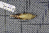  ( - MAR4176)  @11 [ ] Copyright (2013) Patrick Strutzenberger Senckenberg Natural History Collections Dresden