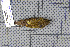 ( - MAR4251)  @13 [ ] Copyright (2013) Patrick Strutzenberger Senckenberg Natural History Collections Dresden