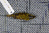  ( - MAR4728)  @12 [ ] Copyright (2013) Patrick Strutzenberger Senckenberg Natural History Collections Dresden
