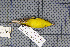  ( - MAR4728)  @12 [ ] Copyright (2013) Patrick Strutzenberger Senckenberg Natural History Collections Dresden