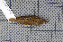  ( - MAR4904)  @12 [ ] Copyright (2013) Patrick Strutzenberger Senckenberg Natural History Collections Dresden