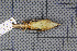  ( - MAR4904)  @13 [ ] Copyright (2013) Patrick Strutzenberger Senckenberg Natural History Collections Dresden