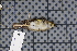  ( - MAR4908)  @12 [ ] Copyright (2013) Senckenberg Natural History Collections Dresden Senckenberg Natural History Collections Dresden