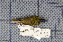  ( - MAR4926)  @12 [ ] Copyright (2013) Patrick Strutzenberger Senckenberg Natural History Collections Dresden